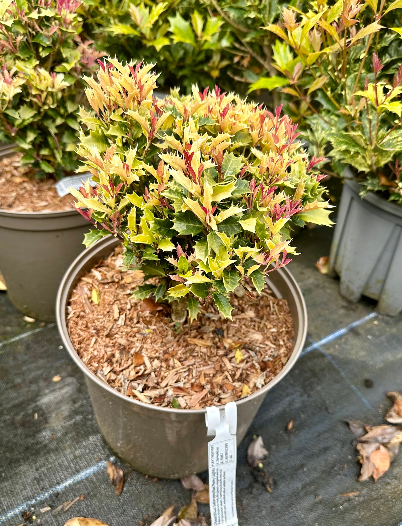 Osmanthus heterophyllus 'Party Lights'