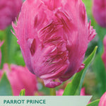 Tulip ‘Parrot Prince’