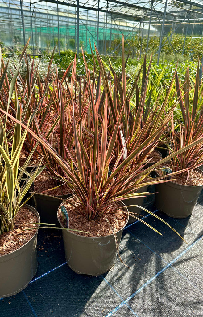 Phormium ‘Rainbow Queen’ - 7.5Litre