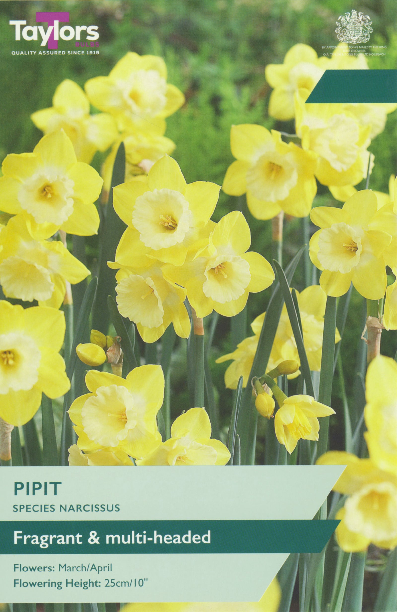 Narcissus ‘Pipit’