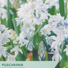 Puschkinia scilloides libanotica