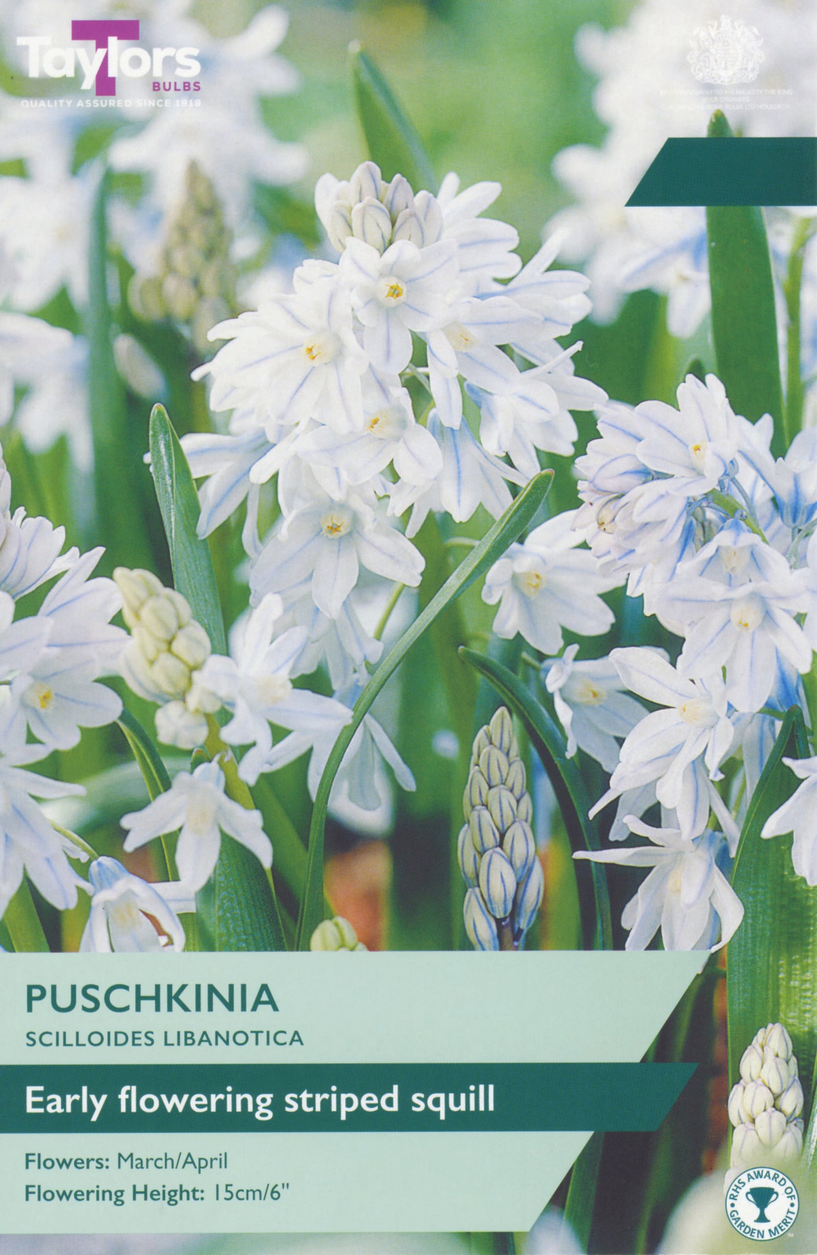 Puschkinia scilloides libanotica