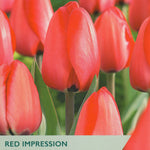 Tulip ‘Red Impression’