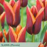 Tulip ‘Slawa’