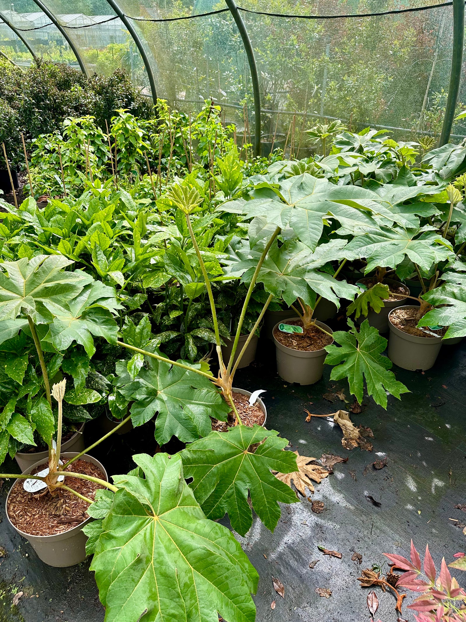 A collection of potted Tetrapanax papyrifer 'Rex' plants with large green leaves, situated in a greenhouse with other plants in the background.