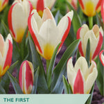 Tulip ‘The First’
