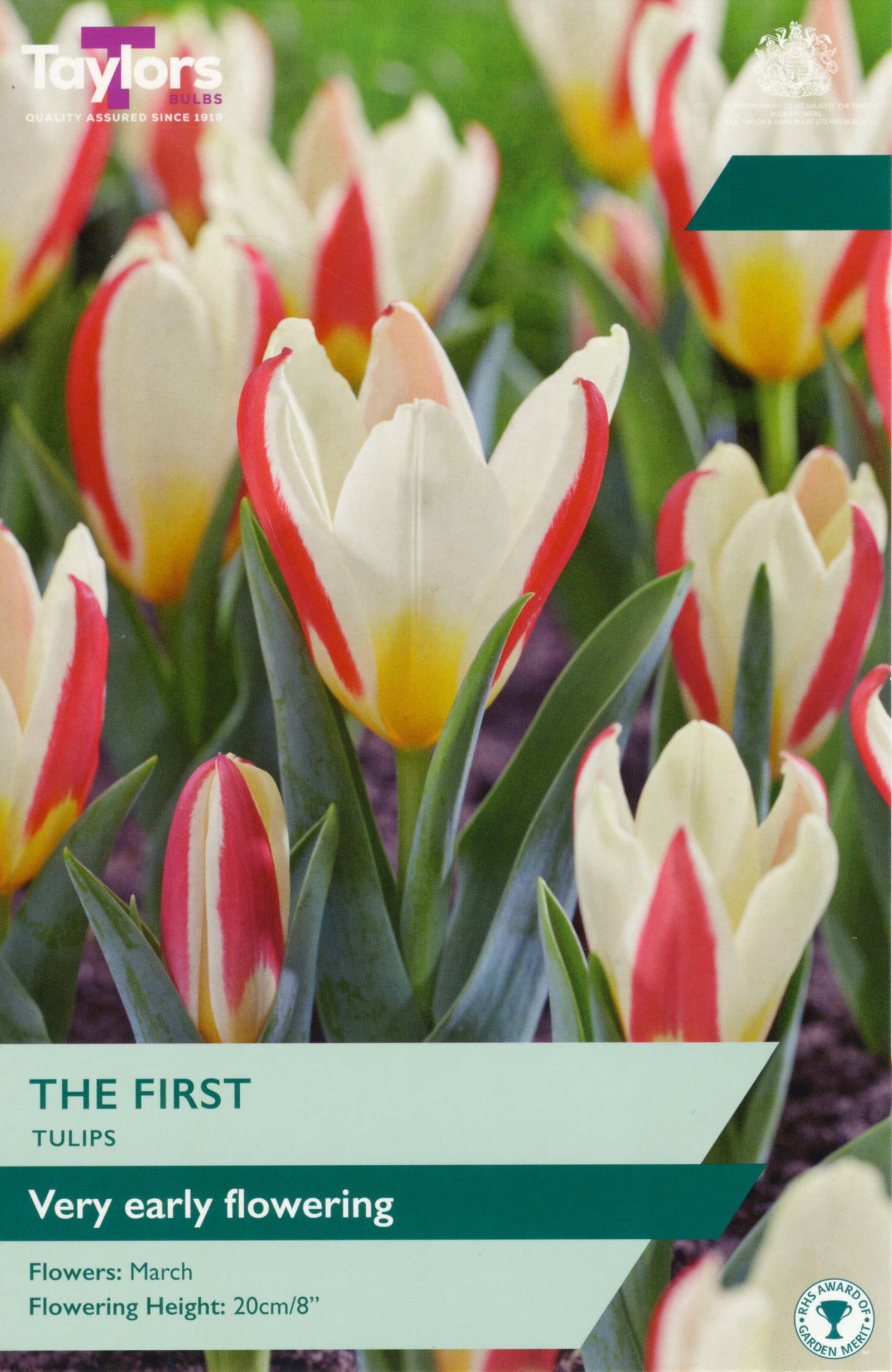 Tulip ‘The First’