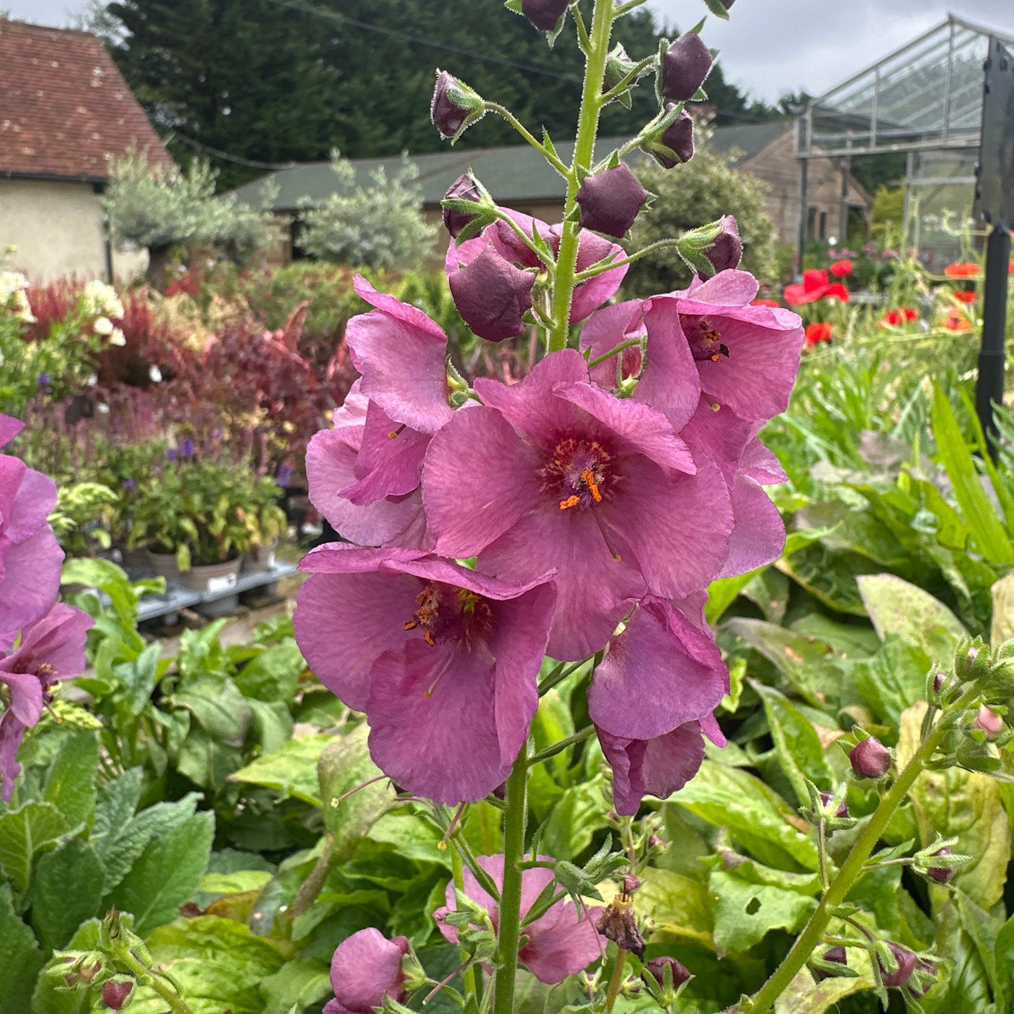 Purple flowers with green leaves in a garden setting