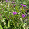 Purple flowers with green leaves