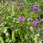 Purple flowers with green leaves