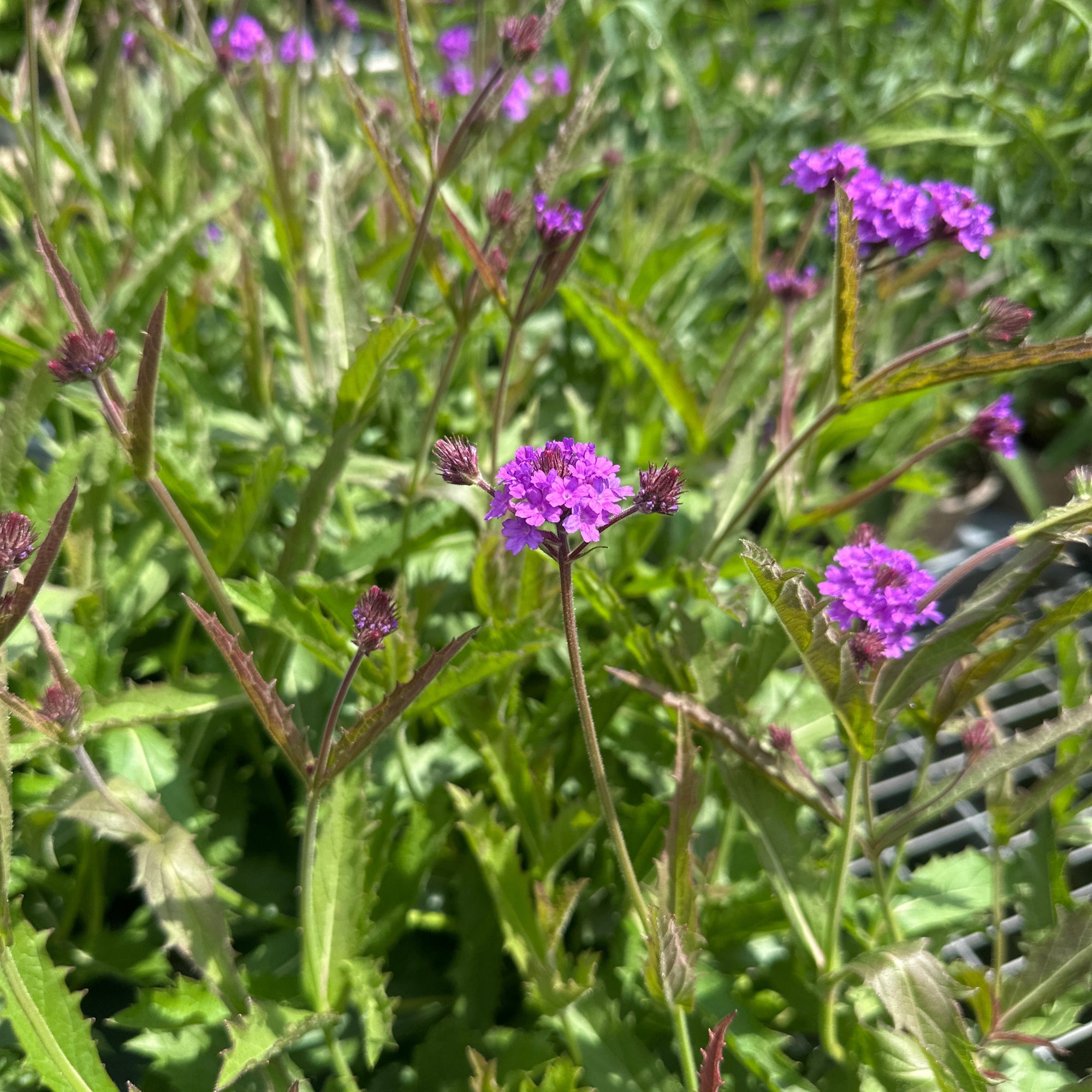 Purple flowers with green leaves