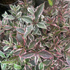 Pretty black pink and white leaves with green hints