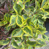vibrant two tone green leaves with pink edges and