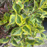 vibrant two tone green leaves with pink edges and