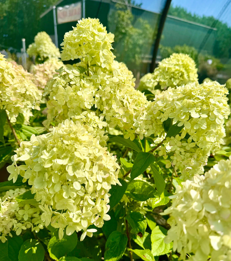 Best Hydrangea Varieties: How to Choose the Right Hydrangea for Your Garden