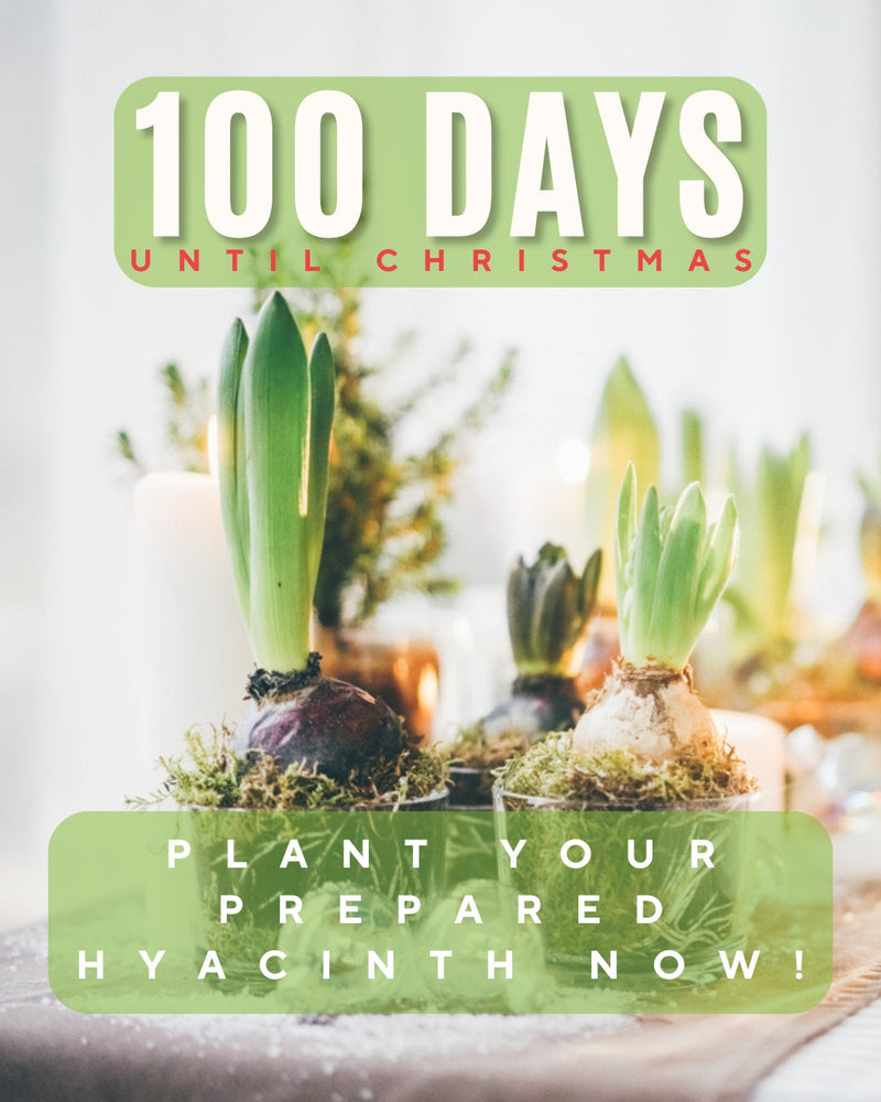 Hyacinths for Christmas