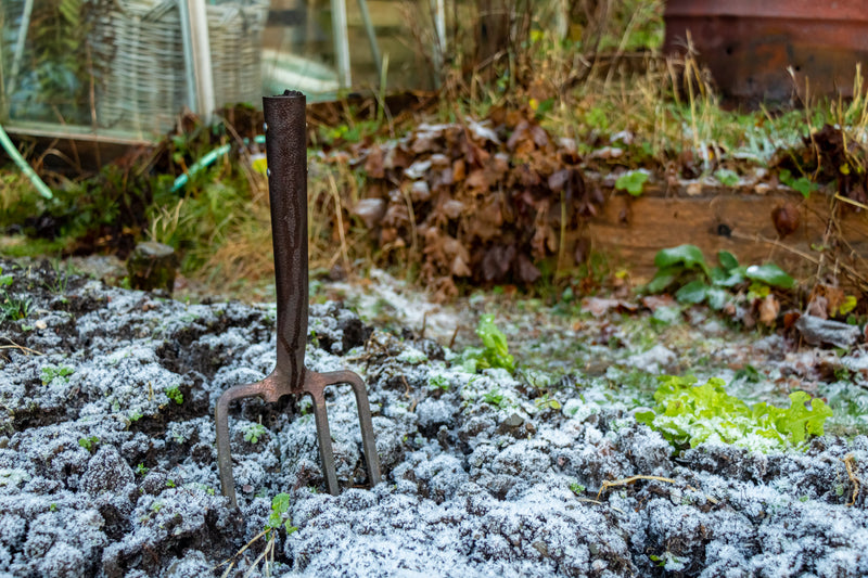 January in the garden