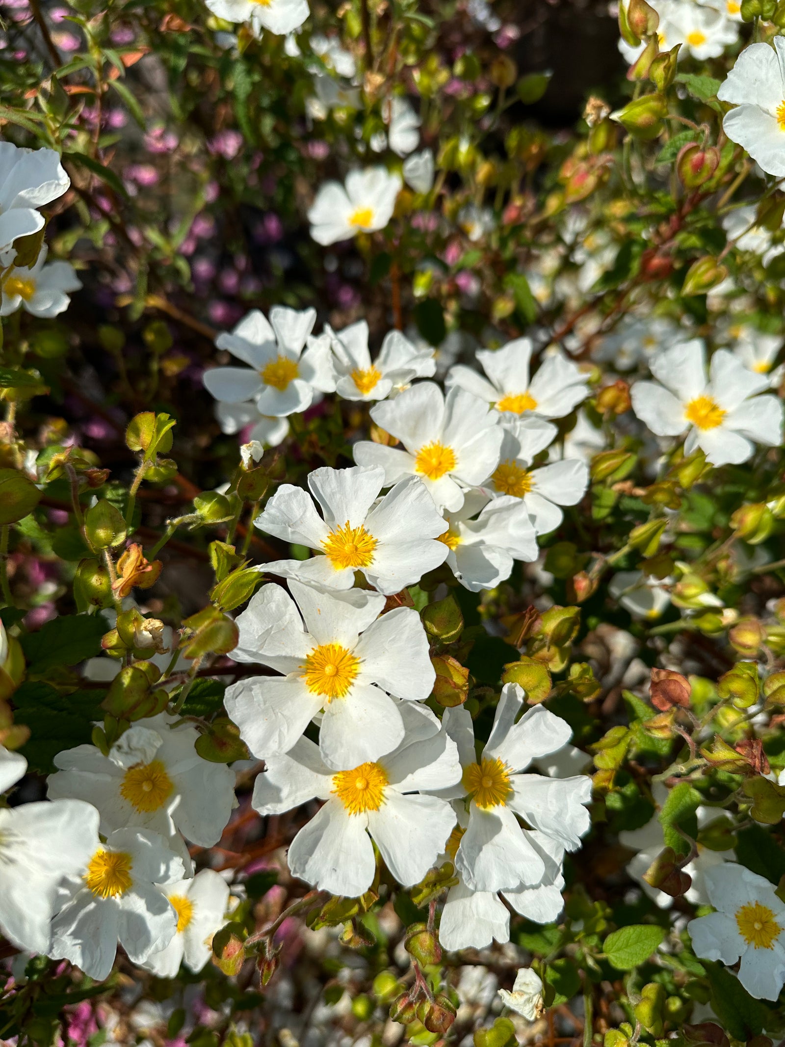 Flowering in spring