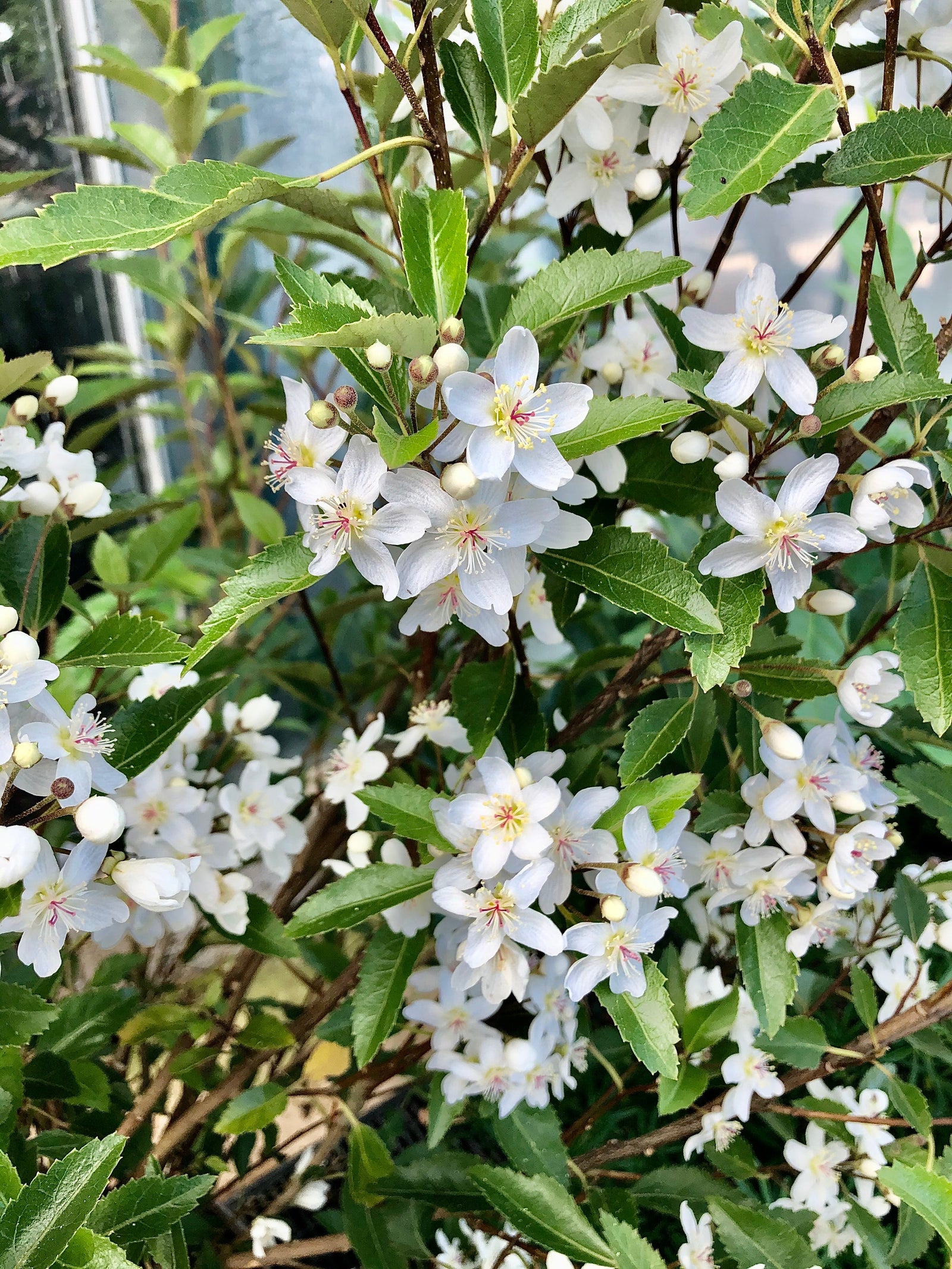 Summer Flowering