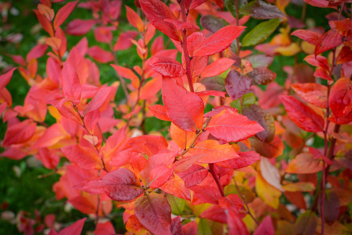 Autumn Colour