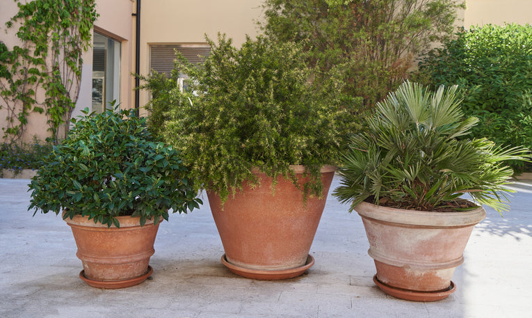 Shrubs for containers