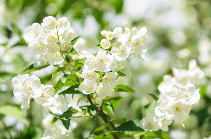 Scented Plants