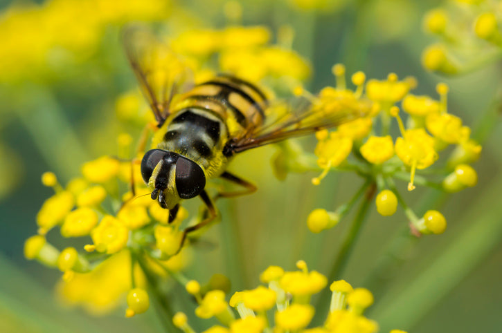 Plants for insects