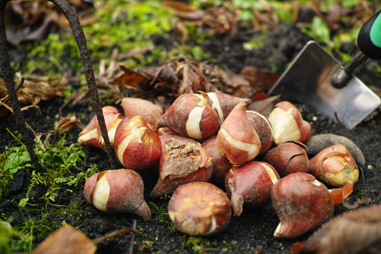 Bulbs
