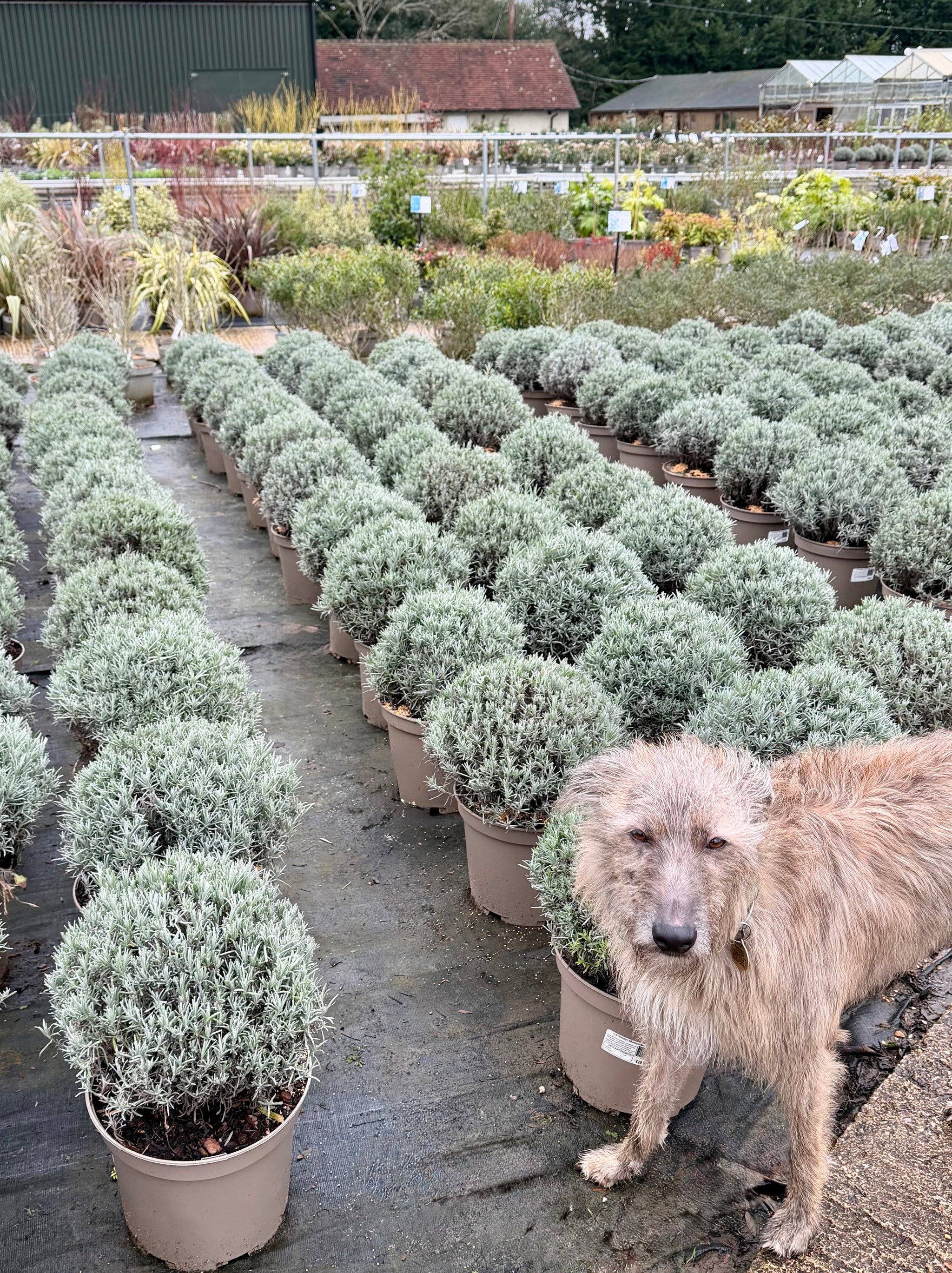 Lavandula angustifolia ‘Munstead’ - 10Litre