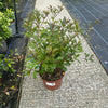 Osmanthus heterophyllus ‘Purpureas’ - 5Litre