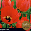 Tulip ‘Robbedoes’