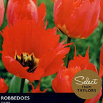 Tulip ‘Robbedoes’
