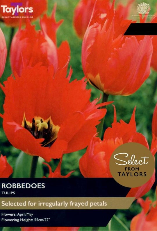 Tulip ‘Robbedoes’