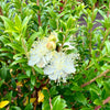 Myrtus communis subsp. tarentina