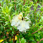 Myrtus communis subsp. tarentina