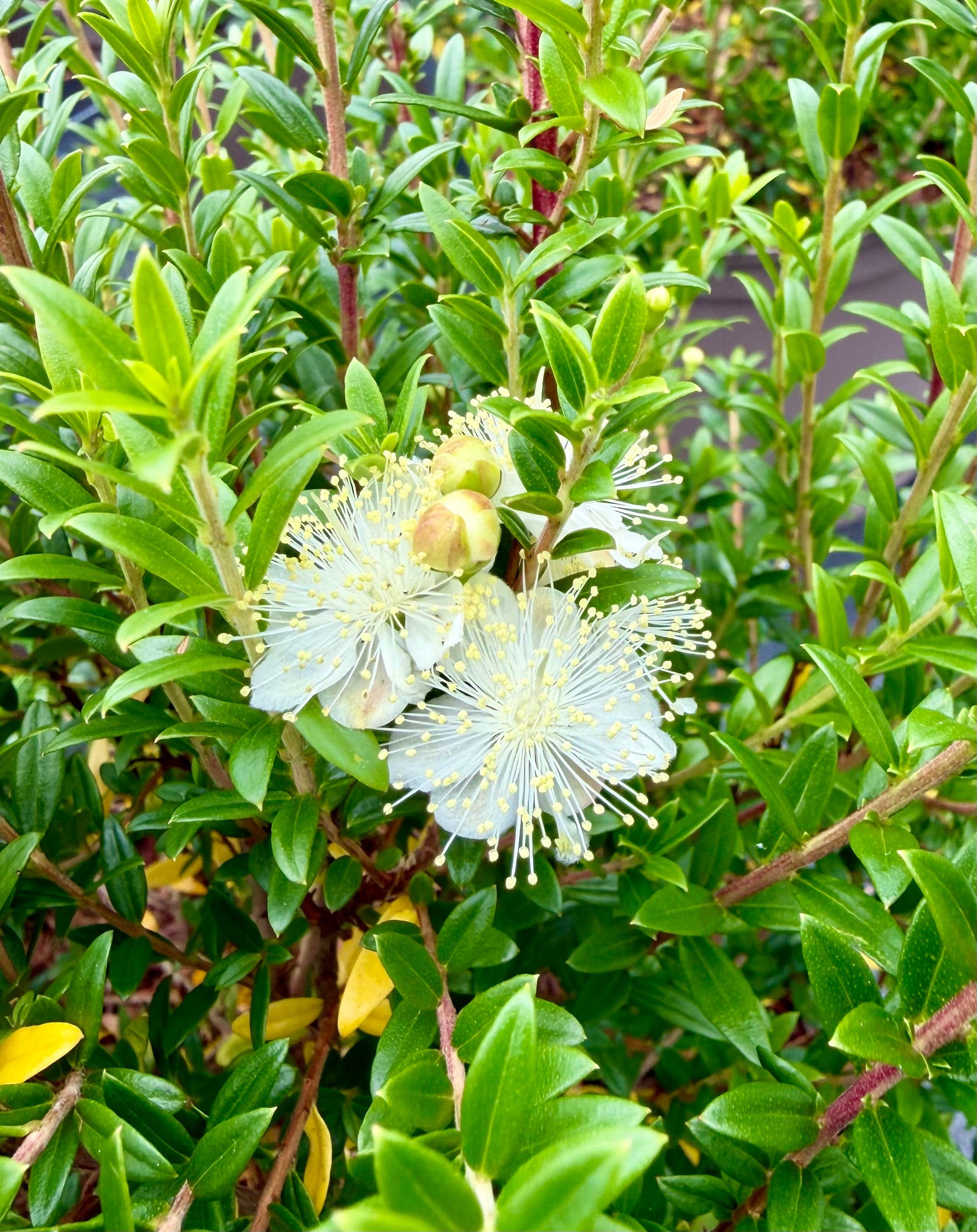 Myrtus communis subsp. tarentina