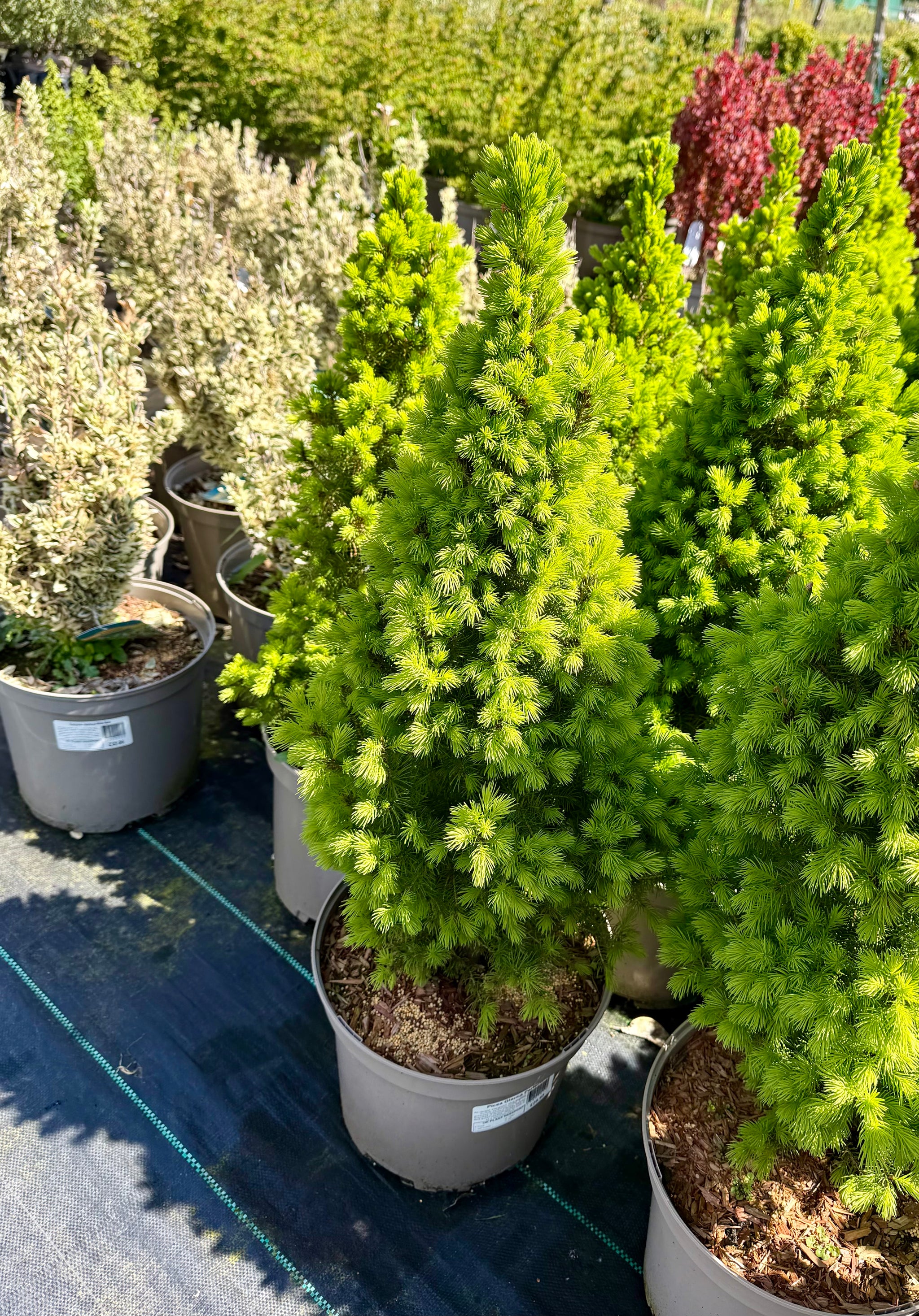 Picea glauca ‘Perfecta’ -7.5Litre