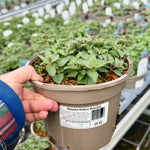 Nepeta ‘Kitten Around’ - 2Litre ^