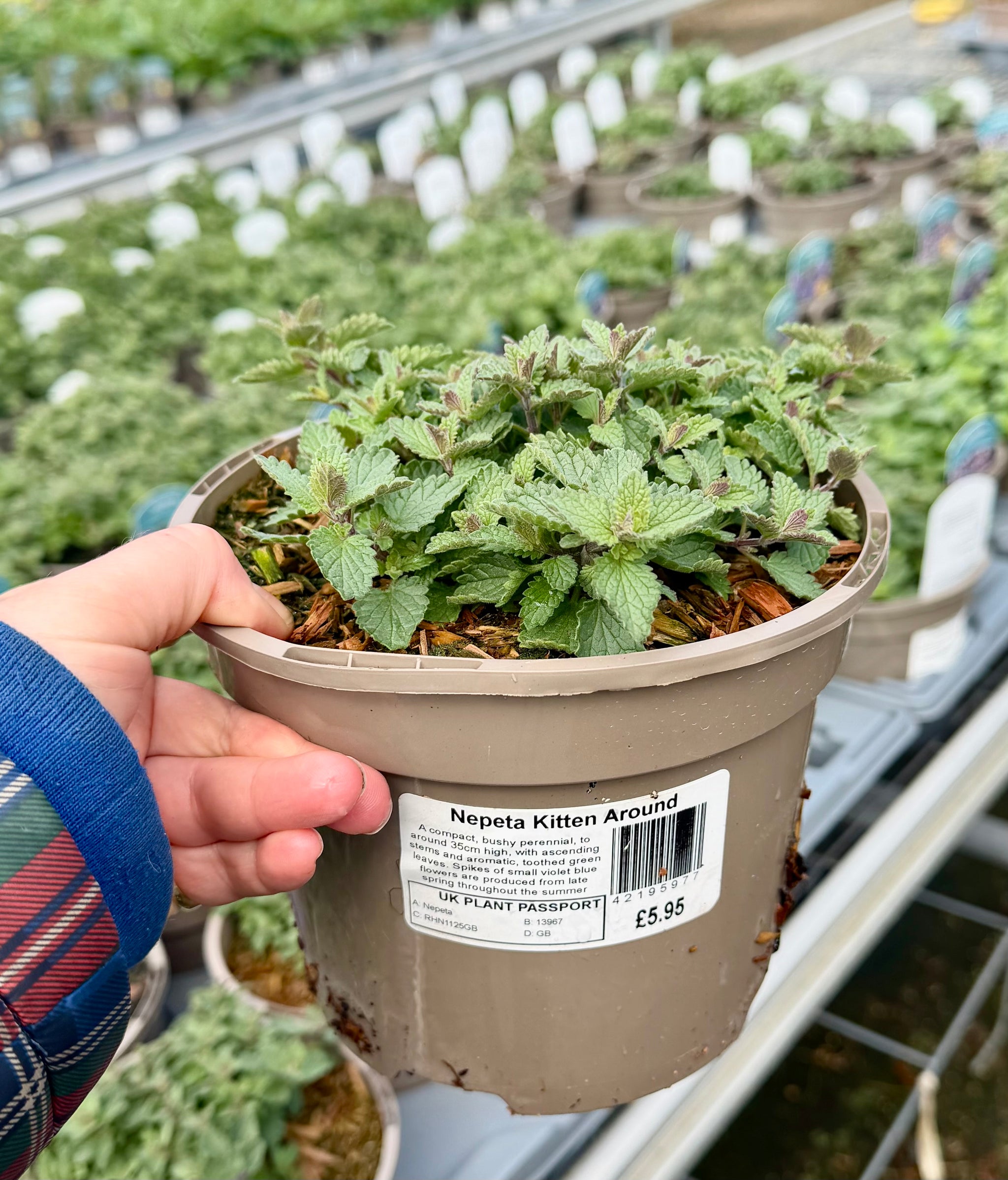 Nepeta ‘Kitten Around’ - 2Litre ^