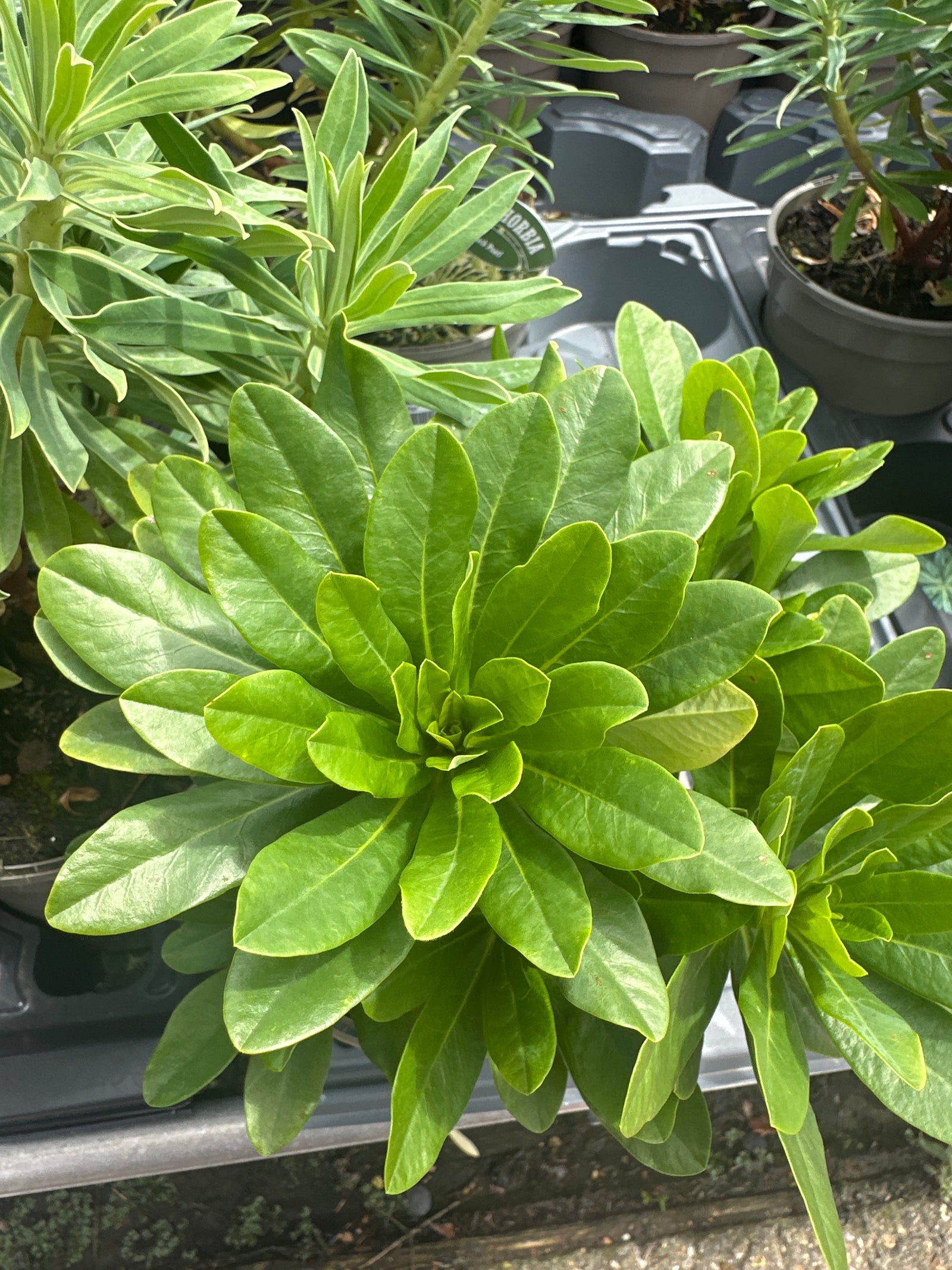 Euphorbia amygdaloides ‘Robbia’ - 2litre