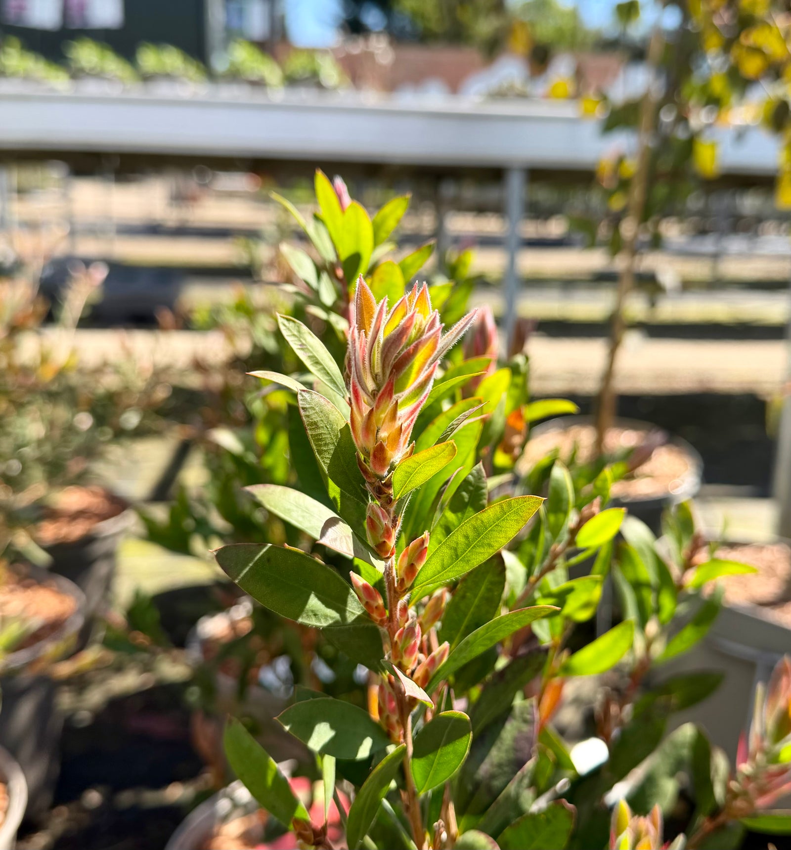Callistemon laevis - 7.5 Litre