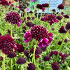 Scabiosa columbaria ‘Barocca’®