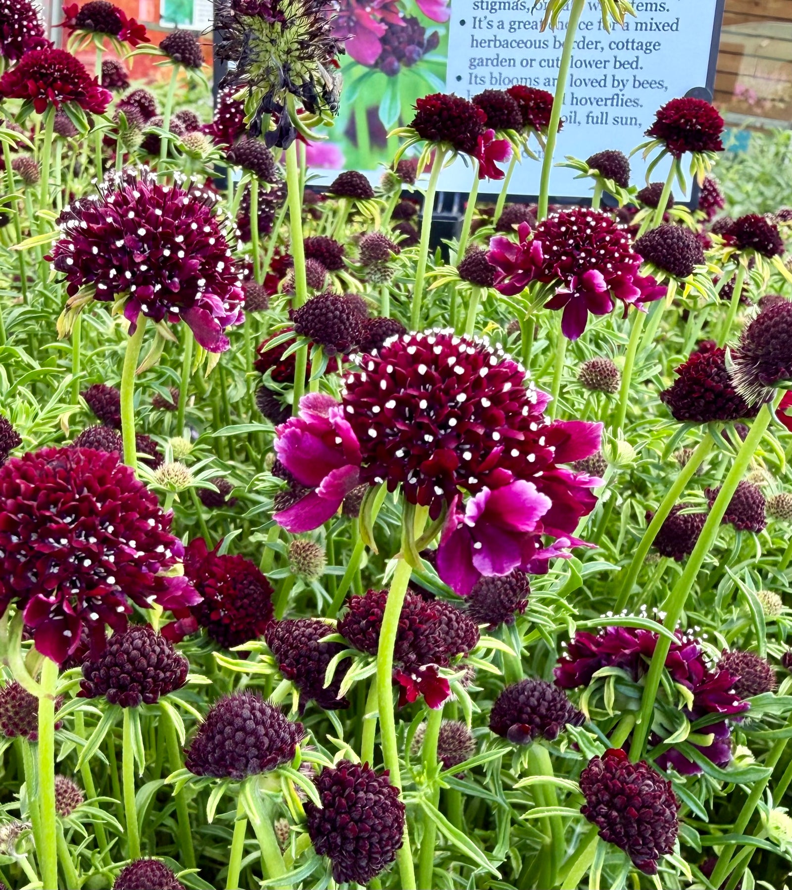 Scabiosa columbaria ‘Barocca’®