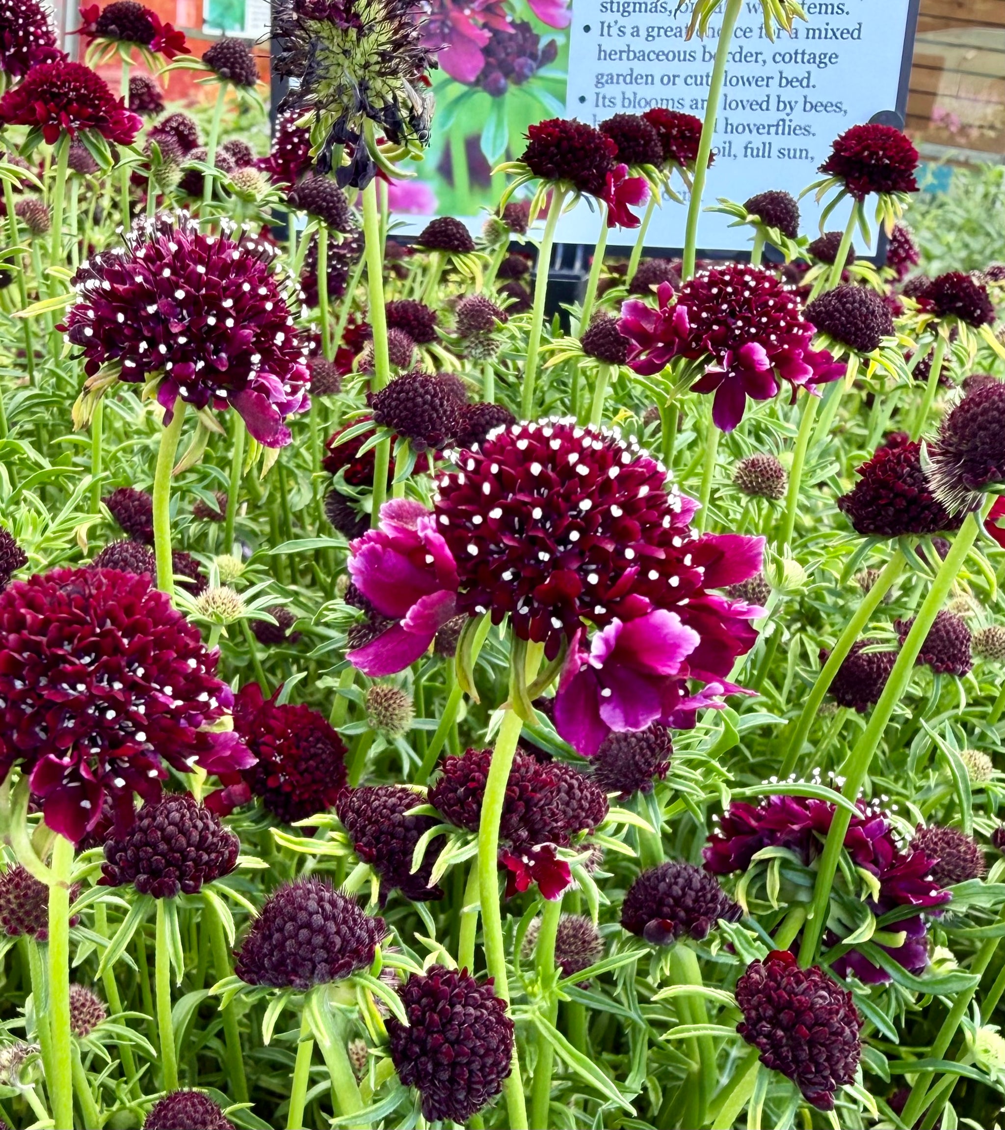 Scabiosa columbaria ‘Barocca’®