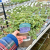 Nepeta × faassenii 'Purrsian Blue'
- 2Litre ^