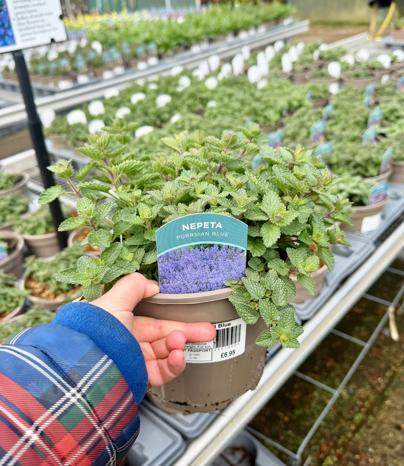 Nepeta × faassenii 'Purrsian Blue'
- 2Litre ^