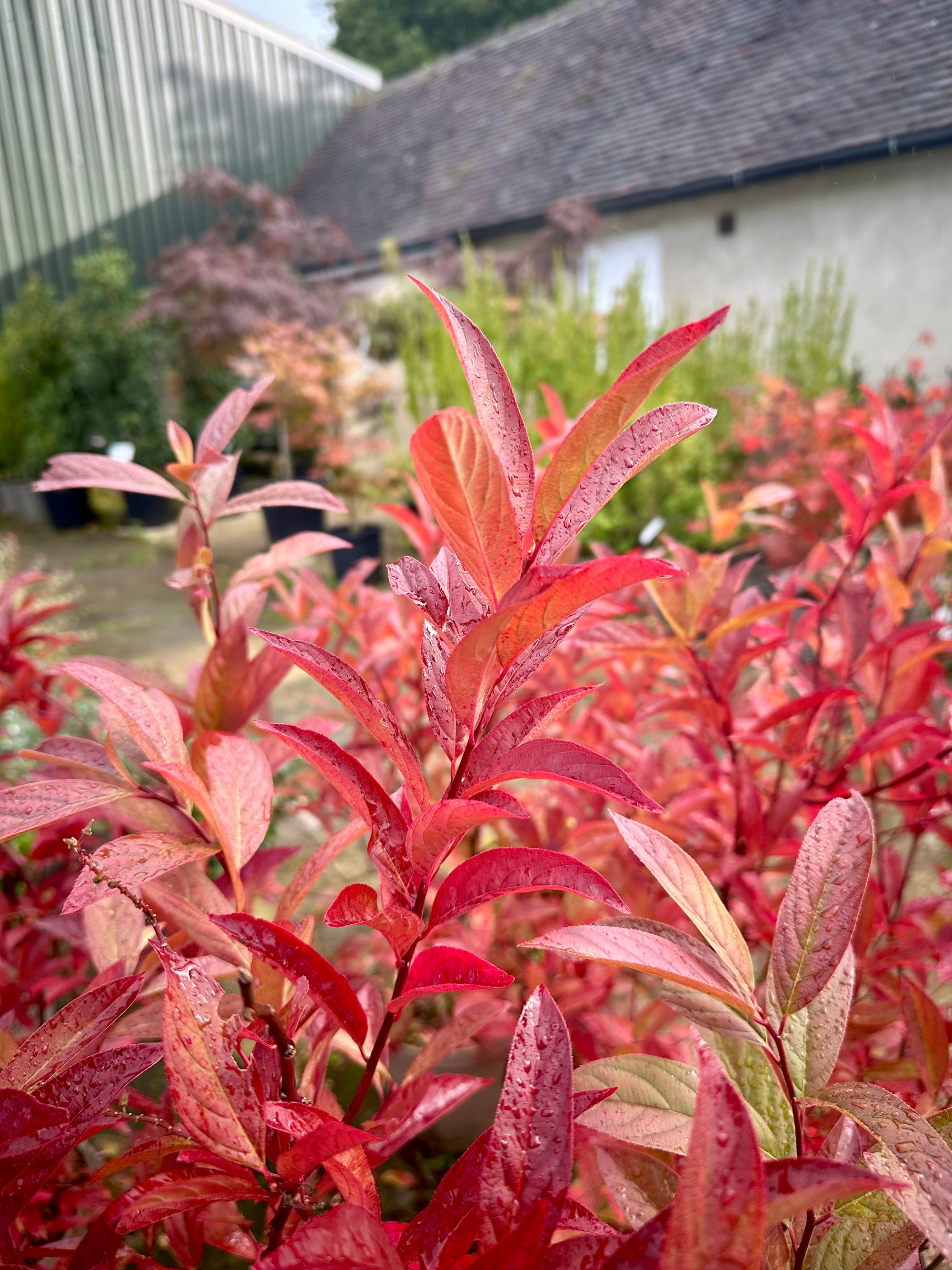 Itea virginica 'Henry's Garnet' - 10Litre