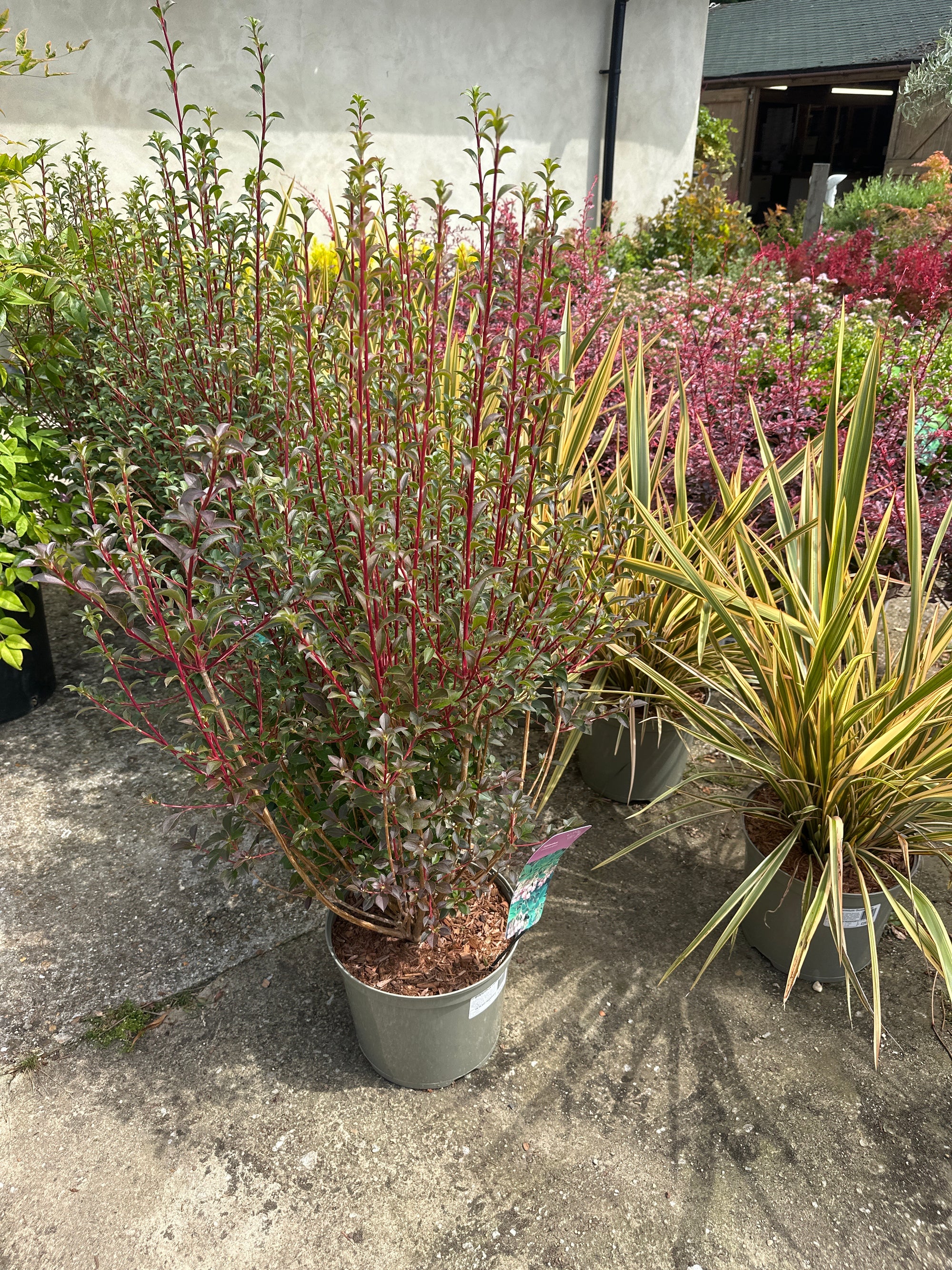 Enkianthus campanulatus - 7.5Litre