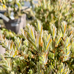 Callistemon ‘Honeypot’ - 7.5Litre