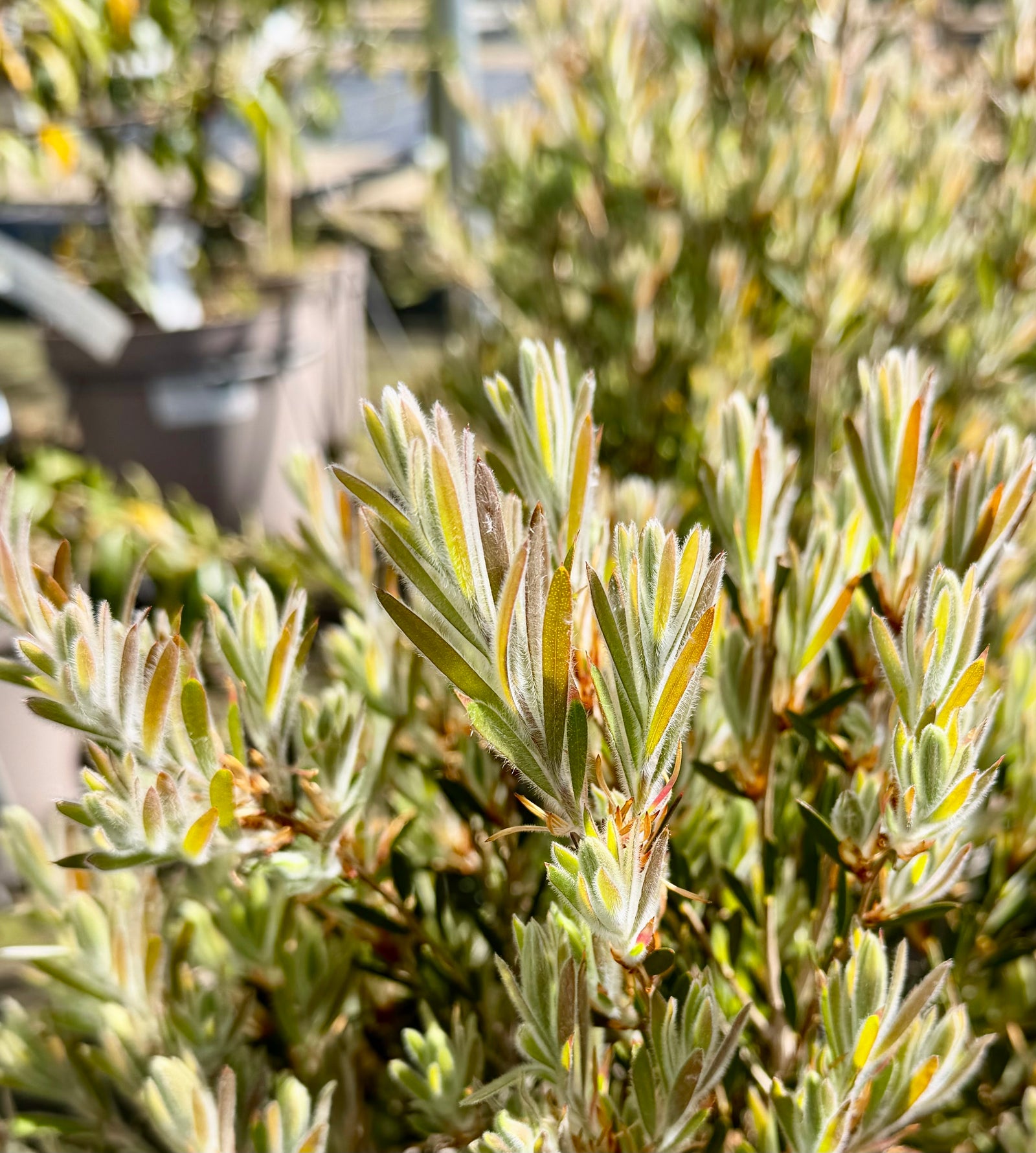 Callistemon ‘Honeypot’ - 7.5Litre